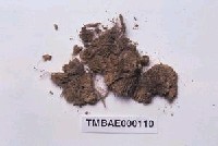 藏品(南亞小曲尾苔)的圖片